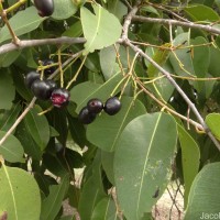 Syzygium cumini (L.) Skeels